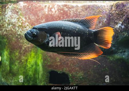 Eine Nahaufnahme von Giant Red tail gurami (osphronemus laticlavius) im Wasser Stockfoto