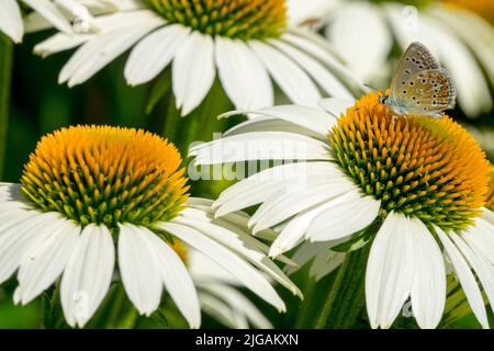 Gewöhnlicher blauer Schmetterling auf Blumenblume Weißer Echinacea 'Lucky Star' Schmetterling auf einem Blumenkopf Stockfoto