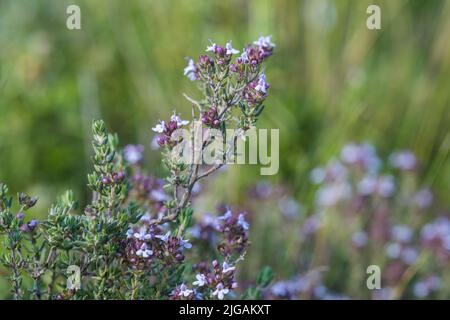 Thymus serpyllum Pflanze. Thymian blüht in freier Wildbahn mit Fliederblüten Stockfoto