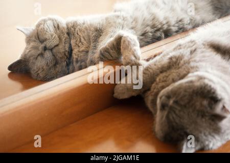 Britische Kurzhaarkatze schläft in der Nähe eines Spiegels Stockfoto