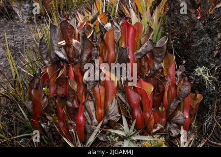 Fleischfressende Kannenpflanze (Heliamphora nutans) auf Roraima tepui, Venezuela Stockfoto