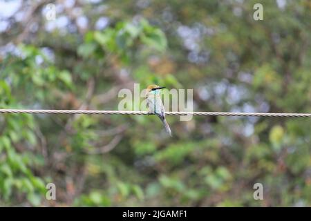 Indische grüne Bienenfresser, die auf der elektrischen Leitung sitzen. Indische mehrfarbige Bienenfresser, die auf der elektrischen Leitung sitzen Stockfoto