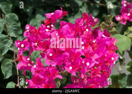 Schöne Bougainvillea Blume, Gattung von dornigen Zierreben, Sträucher und Bäume aus der Nähe Stockfoto