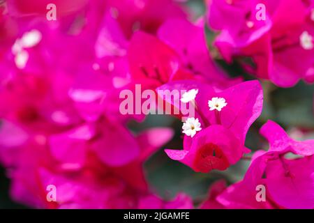 Schöne Bougainvillea Blume, Gattung von dornigen Zierreben, Sträucher und Bäume aus der Nähe Stockfoto