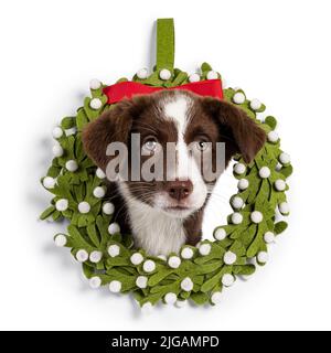 Süßes Braun mit weißem Welsh Corgi Cardigan Hundewelpe, der durch grünen weihnachtszorneszauber aussieht. Blick direkt auf die Kamera. Isoliert auf weißem Hintergrund Stockfoto