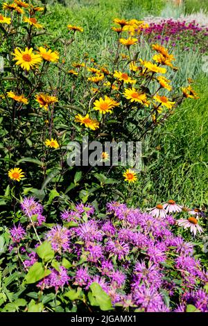 Bunte krautige Gartenpflanzen Monarda, Falsche Sonnenblume, schön, Sommer, Stauden Stockfoto