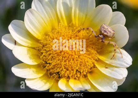 Nahaufnahme einer Spinne auf einer gelben Blume Stockfoto