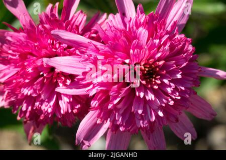 Rosa Kegelblume, Echinacea „Mini Belle“ Stockfoto