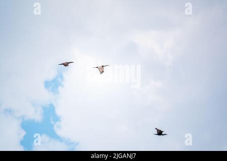 Drei schwarze Kormorane fliegen in blauem Himmel. Der große Kormoran, Phalacrocorax carbo, bekannt als der große schwarze Kormoran oder der schwarze Shag. Stockfoto