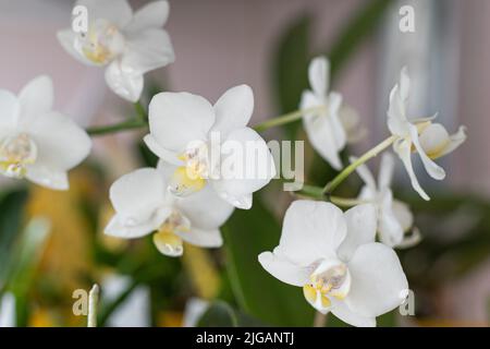 Orchideen, weiße Knospen. Orchideenhintergrund. Phalaenopsis-Knospe. Ein Zweig von Blumen. Zarte Blume. Seltene Sammlerpflanze. Tau auf der Knospe aus der Nähe. Stockfoto