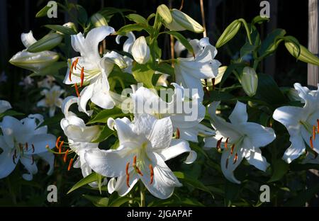 lys Blanc Cascaso (jardin du ruisseau de l'église 2022) Stockfoto