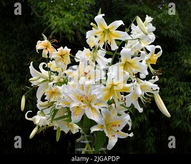 Bouquet de lys jaunes et oranges Auratum, Mister Cas, Lady Alice et glaïeuls (jardin du ruisseau de l'église 2022) Stockfoto