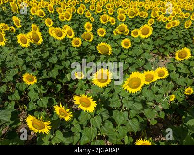 Schönes Feld mit Sonnenblumen Pflanzen gepflanzt Stockfoto