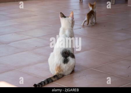 Mutterkatze mit kleinen Kätzchen, die auf der Terrasse des Hauses spielen Stockfoto