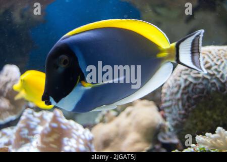 Powder Blue Tang Surgeon Fische in einem Aquarium Stockfoto