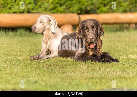 Schöne Hunde an einem Sommertag. Braun flach beschichteter Retriever und Weimarane auf einer Sommerwiese. Jagdsaison. Zeiger und Retriever. Stockfoto