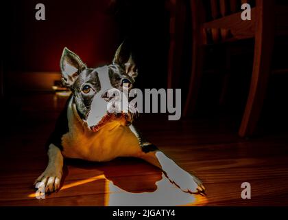 Boston Terrier Welpe in natürlichem Licht Stockfoto