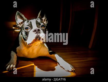 Boston Terrier Welpe in natürlichem Licht Stockfoto