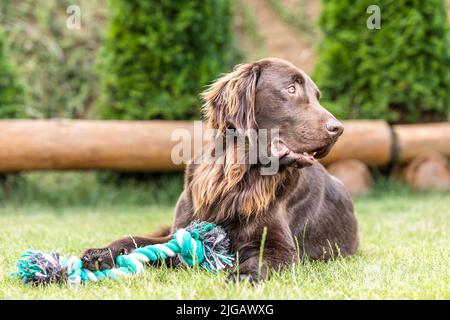 Schöne Hunde an einem Sommertag. Brauner, flach beschichteter Retriever-Rüde, der auf einer Wiese sitzt. Detailansicht. Der Jagdhund ruht. Stockfoto