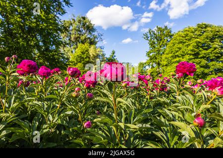 Im Garten blüht ein Busch aus roten rosa Pfingstrosen. Paeonia suffruticosa Stockfoto