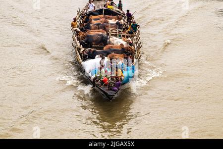 Viele Kühe kommen aus verschiedenen Bezirken von Bangladesch nach Dhaka Stadt mit dem Boot vor Eid-al Adha, Dieses Fest der muslimischen Menschen opfern Kühe und Stockfoto