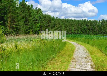 Hölzerne Fußgängerbrücken, sumpfiges Seeufer, Sumpfpflanzenvegetation, Bilska-See, Landkreis Smiltes, Lettland Stockfoto