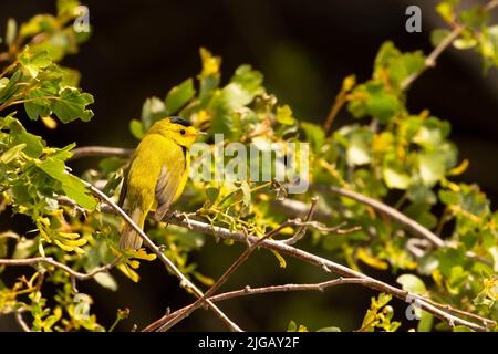 Wilsons Waldsänger (Cardellina pusilla), Malheur National Wildlife Refuge, Oregon Stockfoto