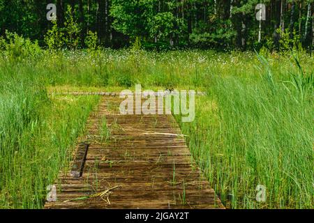 Hölzerne Fußgängerbrücken, sumpfiges Seeufer, Sumpfpflanzenvegetation, Bilska-See, Landkreis Smiltes, Lettland Stockfoto