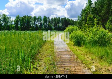 Hölzerne Fußgängerbrücken, sumpfiges Seeufer, Sumpfpflanzenvegetation, Bilska-See, Landkreis Smiltes, Lettland Stockfoto