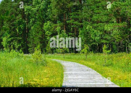 Hölzerne Fußgängerbrücken, sumpfiges Seeufer, Sumpfpflanzenvegetation, Bilska-See, Landkreis Smiltes, Lettland Stockfoto