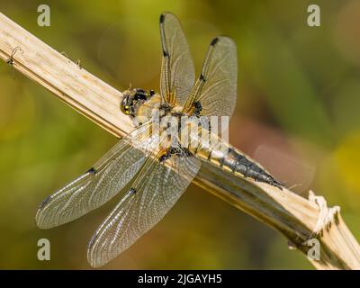 Eine männliche vierfleckige Verfolgerdragonfly in der Sommersonne in Mid Wales Stockfoto