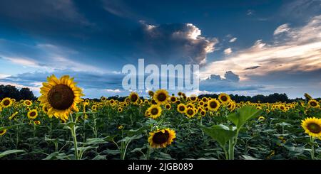 Hintergrund eines Sonnenblumenfeldes (Helianthus annuus) in der Dämmerung mit Gewittern im Hintergrund. Stockfoto
