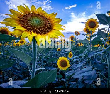 Nahaufnahme einer gewöhnlichen Sonnenblume (Helianthus annuus) in einem großen Sonnenblumenfeld. Stockfoto