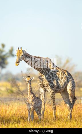 Südliche Savanna Giraffe (Giraffa giraffa) Mutter und Kalb Stockfoto