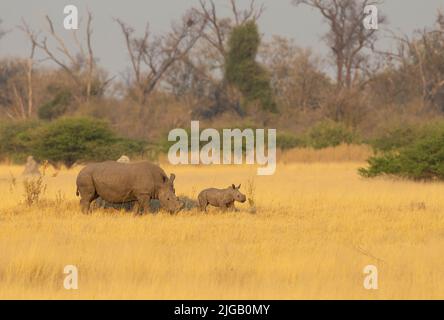 Weiße Rhinozeros (Ceratotherium simum) und Kalb in Gold-Savannengras Stockfoto