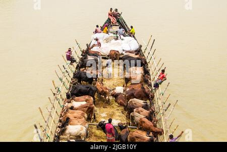 Viele Kühe kommen aus verschiedenen Bezirken von Bangladesch nach Dhaka Stadt mit dem Boot vor Eid-al Adha, Dieses Fest der muslimischen Menschen opfern Kühe und Stockfoto