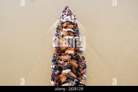 Viele Kühe kommen aus verschiedenen Bezirken von Bangladesch nach Dhaka Stadt mit dem Boot vor Eid-al Adha, Dieses Fest der muslimischen Menschen opfern Kühe und Stockfoto