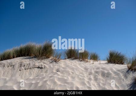 Europäisches Strandgras (Ammophila arenaria) in weißen Sanddünen Stockfoto