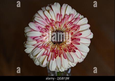 Eine einsame Gerbera in kleiner Vase auf dem Tisch Stockfoto