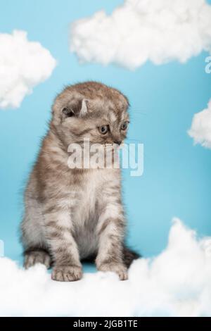 Das kleine grau gestreifte, zwei Monate alte schottische Kätzchen sitzt auf blauem Hintergrund zwischen weißen Wolken. Kätzchen schaut sich alles um mit Interesse und ti Stockfoto