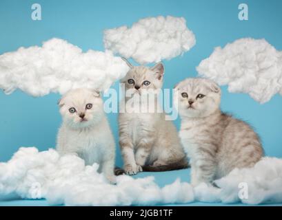 Entzückende zwei blauäugige Katzen und eine mit gelben Augen posieren im Studio. Zwischen Baumwollwolken sitzen kurzhaarige schottische Kätzchen in hellbeiger Farbe Stockfoto