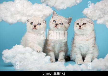 Entzückende zwei blauäugige Katzen und eine mit gelben Augen posieren im Studio. Zwischen Baumwollwolken sitzen kurzhaarige schottische Kätzchen in hellbeiger Farbe Stockfoto