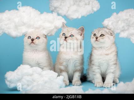 Entzückende zwei blauäugige Katzen und eine mit gelben Augen posieren im Studio. Zwischen Baumwollwolken sitzen kurzhaarige schottische Kätzchen in hellbeiger Farbe Stockfoto