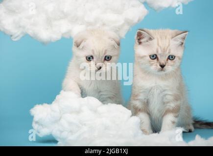 Zwei blauäugige schottische Cremekätzchen mit einem lustigen Gesichtsausdruck blicken mit großem Interesse auf Baumwollwolken auf blauem Hintergrund. Katze will t Stockfoto