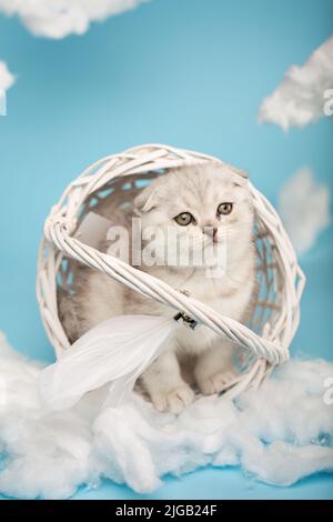 Verspielte hellgraue schottische Kätzchen kletterten in einen umgedrehten weißen Korbkorb mit Federn auf einem Griff zwischen Watte auf blauem Hintergrund. Sk Stockfoto