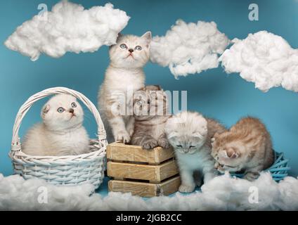 Fünf schottische Kätzchen posieren im Studio vor dem Hintergrund der Installation des Himmels mit weißen Wolken. Katzen sitzen in einer Holzkiste und wi Stockfoto