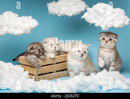 Kleine schottische Kätzchen in verschiedenen Farben sitzen in einer Holzkiste und daneben auf blauem Hintergrund. Katzen sitzen zwischen Baumwollwolken, und eine Katze sogar Stockfoto