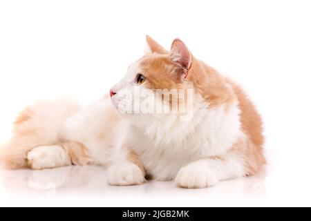 Erwachsene Katze mit einem Plüsch hellbeige und weißen Fell mit gelben Augen liegt in lustigen Posen auf weißem Hintergrund. Fotosammlung. Freundliches Haustier. Stockfoto