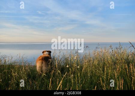 Region Nowgorod, Russland Ilmensee. Der junge australische Schäferhund steht im hohen Gras und bewundert das Meer oder den Fluss. Kurzer australischer Schwanz, hinten V Stockfoto