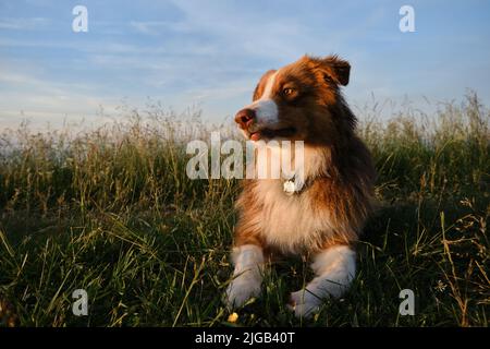 Der junge australische Schäferhund im Teenageralter liegt bei Sonnenuntergang im hohen Gras vor dem blauen Himmel mit Wolken. Nahaufnahme im Hochformat. Gehen Sie mit einem australischen braunen Hund in su Stockfoto